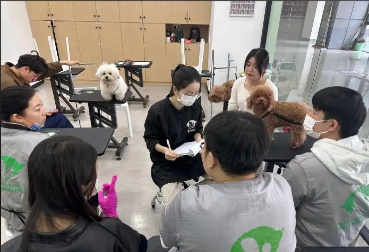 广陵区宠物美容学习宠物美容培训学校 - 哪里好